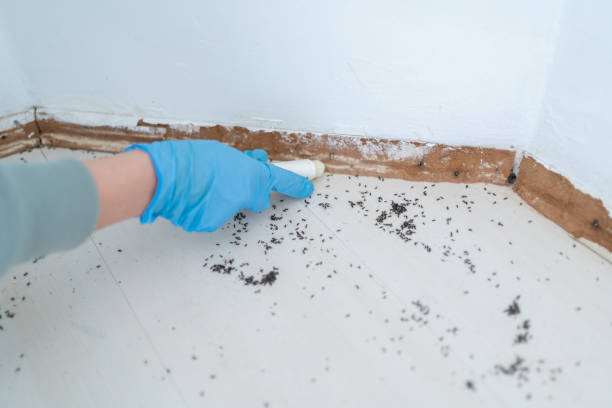 Real Estate Pest Inspections in Springdale, NJ